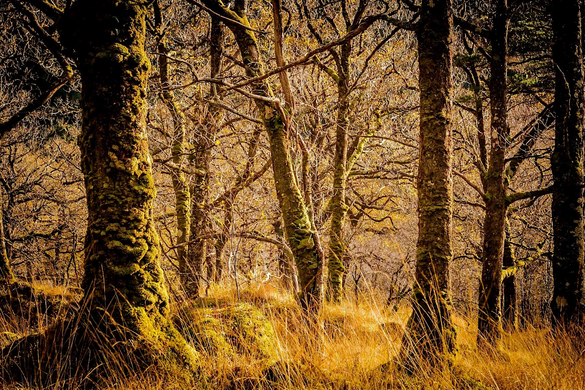 Steven Marshall Photography