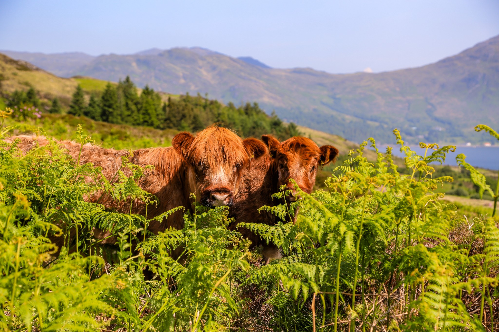 carna-conserving-a-jewel-of-an-island-west-highland-peninsulas