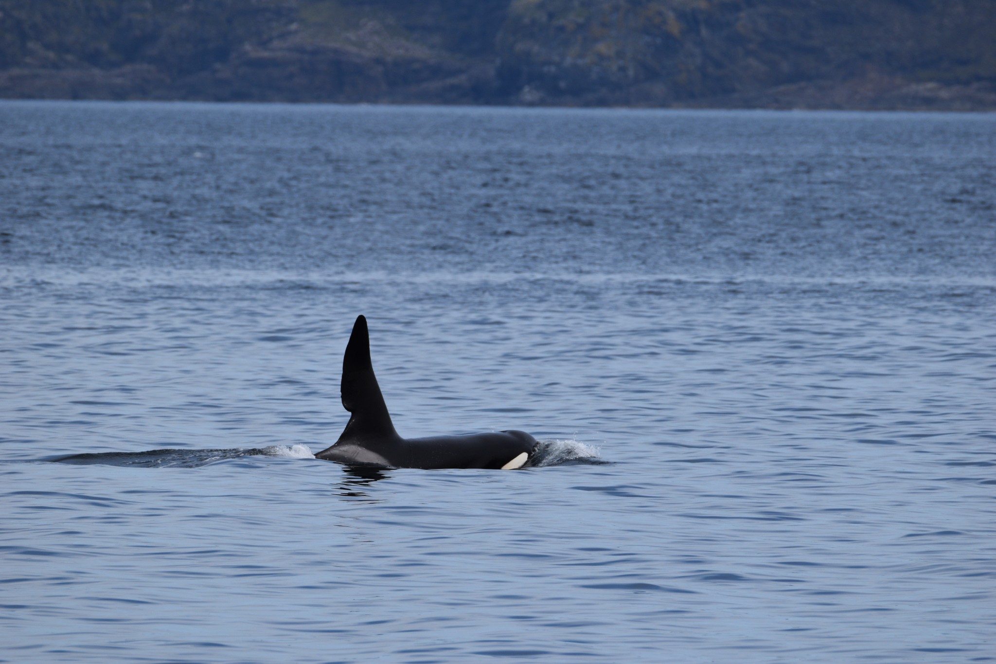 Sailing with Orcas | West Highland Peninsulas Orcas